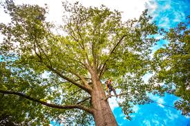 Best Tree Disease Treatment  in Franklin Park, IL