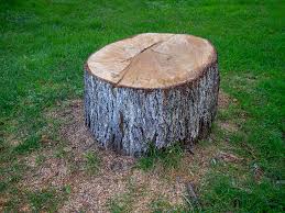  Franklin Park, IL Tree Removal Pros