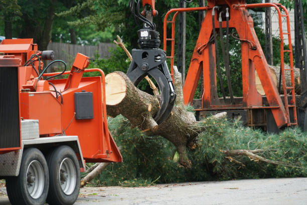Best Aeration Services  in Franklin Park, IL
